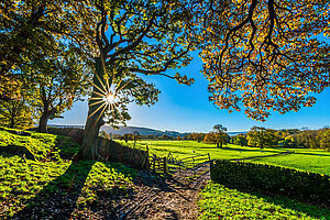 Herbstliche Landschaft mit großer Eiche, Sonnenstrahlen, Weide und grünen Wiesen