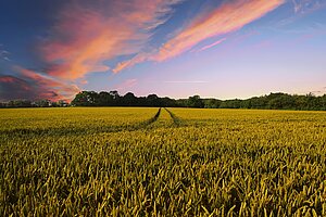 Weites Getreidefeld bei Sonnenuntergang mit leuchtendem rosa-violettem Abendhimmel